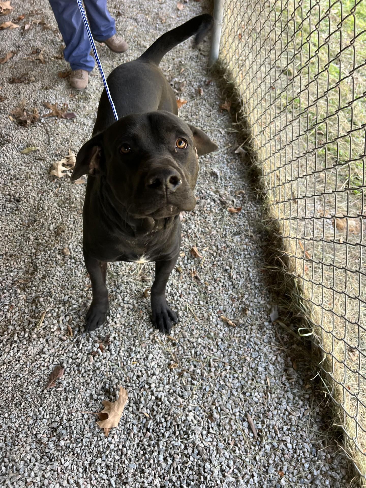 Tyrone111624 (RESCUED), a Adoptable mixed breed in Rocky Mount, NC image 3/3