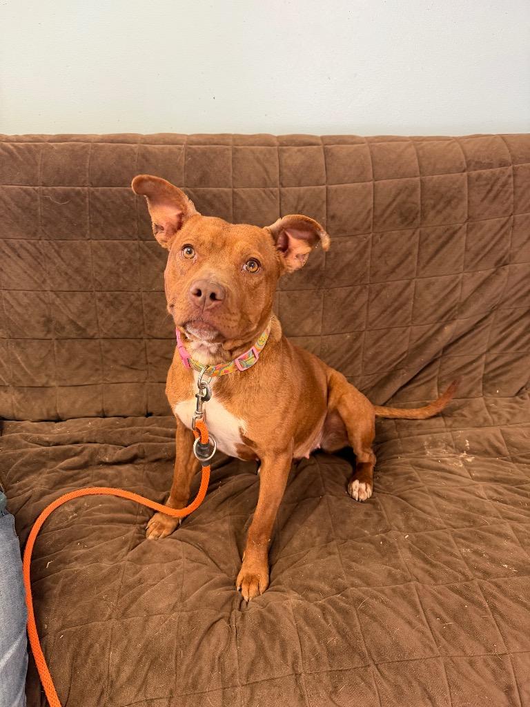 Eleven, Adoptable, Puppy Female Pit Bull Terrier.