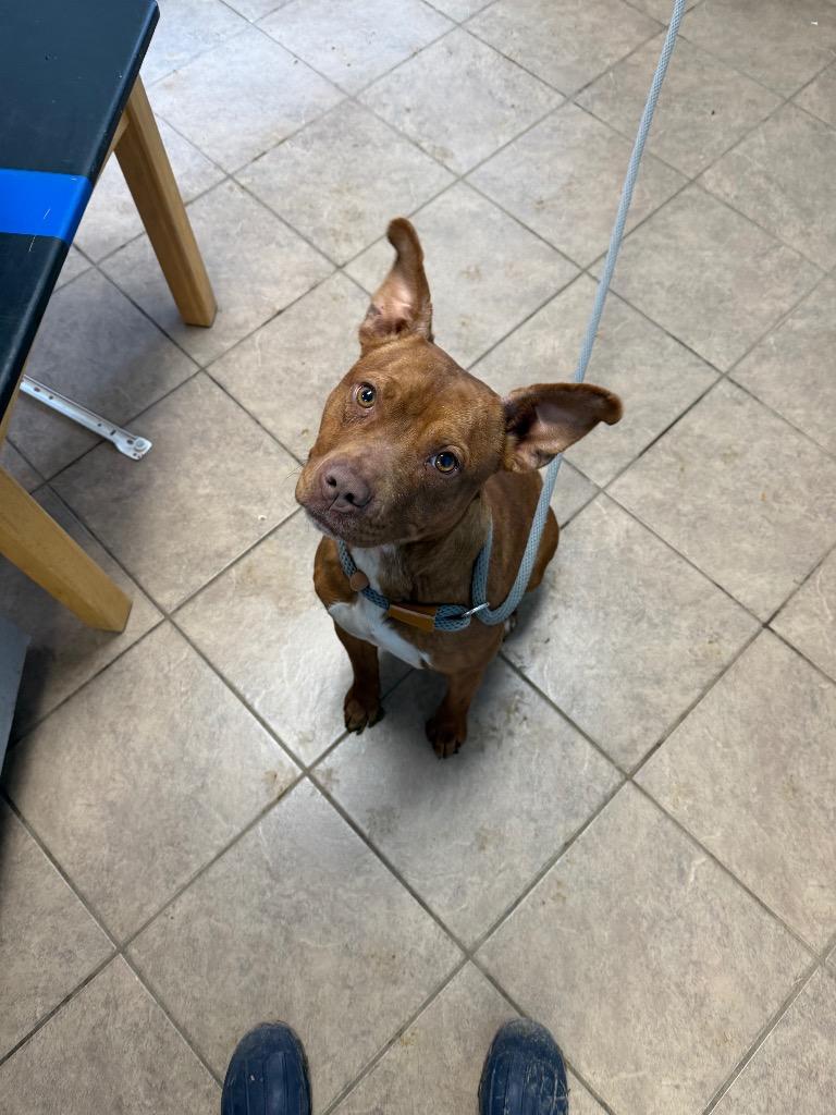 Enlarge Eleven, a Adoptable Pit Bull Terrier in Marion, OH image 2/3