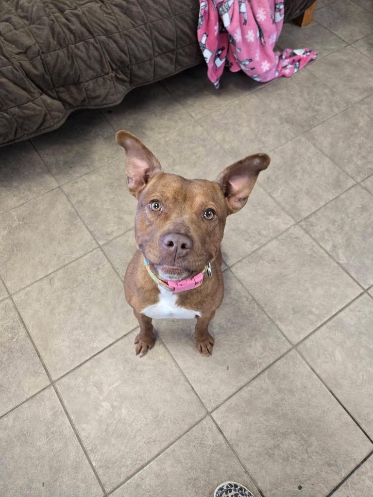 Enlarge Eleven, a Adoptable Pit Bull Terrier in Marion, OH image 3/3