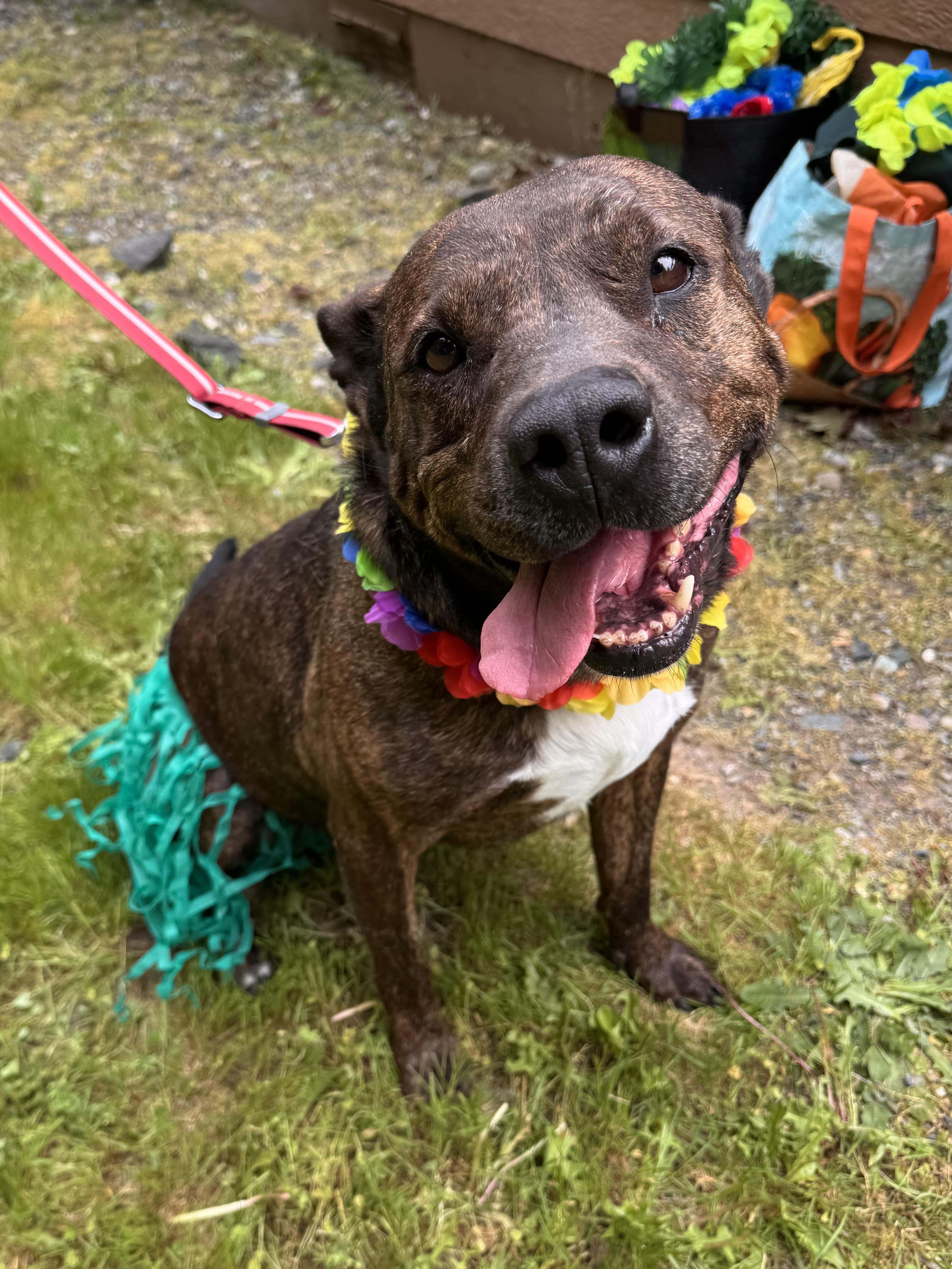 Pax, Adult Male American Staffordshire Terrier