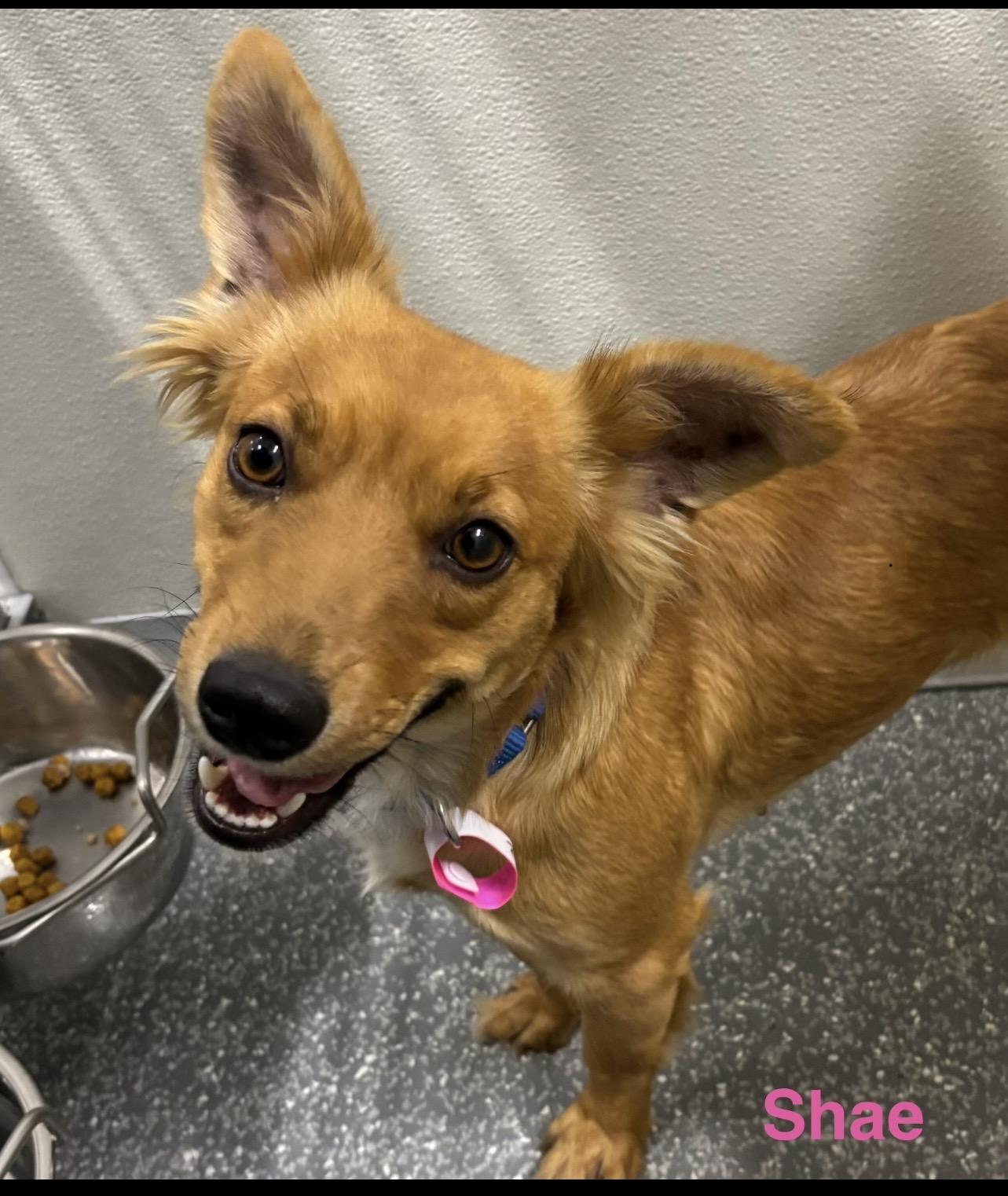 Shae, ADOPTABLE, Adult Female Dachshund & Papillon.