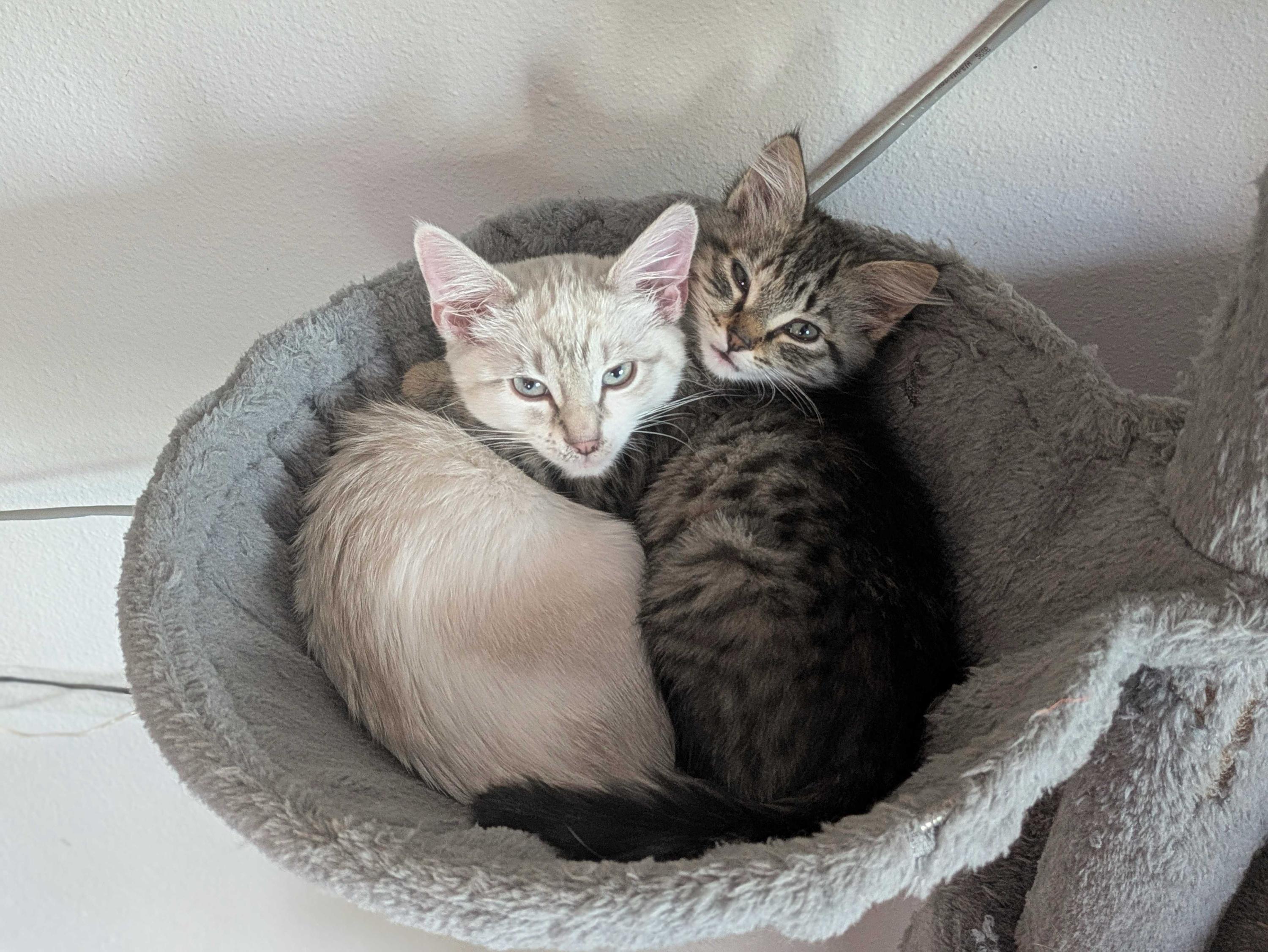 Sherbet and Avocado Toast, Baby Female unknown
