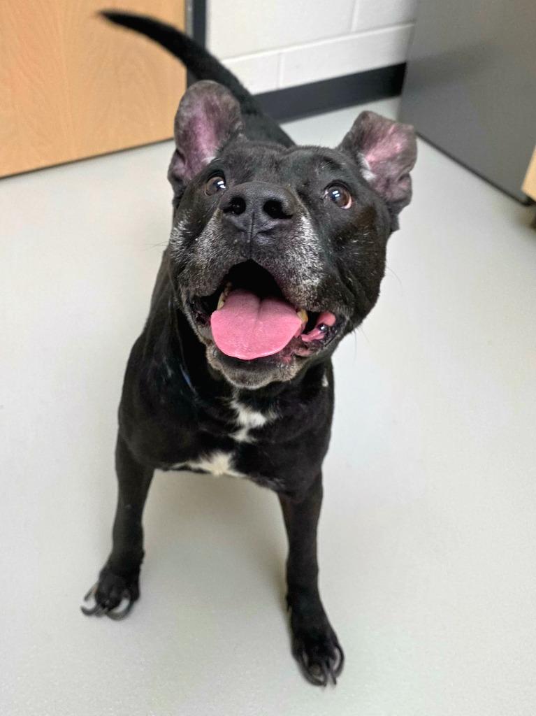 Logan / AC 27836, Adoptable, Adult Male American Staffordshire Terrier & Terrier.