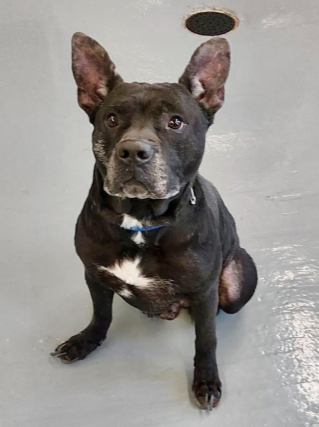 Enlarge Logan / AC 27836, a Adoptable mixed breed in Greeneville, TN image 2/6