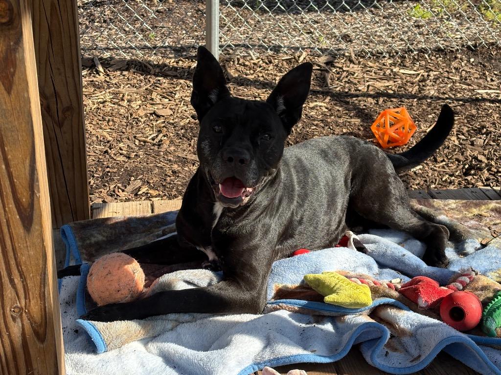 Enlarge Logan / AC 27836, a Adoptable mixed breed in Greeneville, TN image 3/6