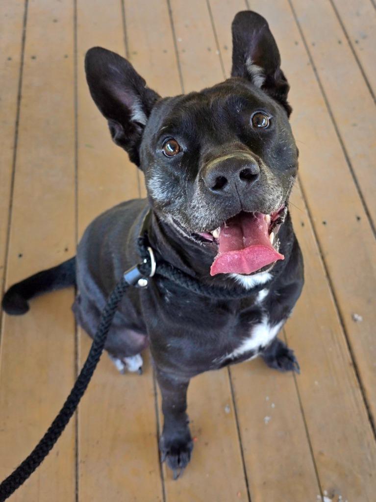 Enlarge Logan / AC 27836, a Adoptable mixed breed in Greeneville, TN image 4/6
