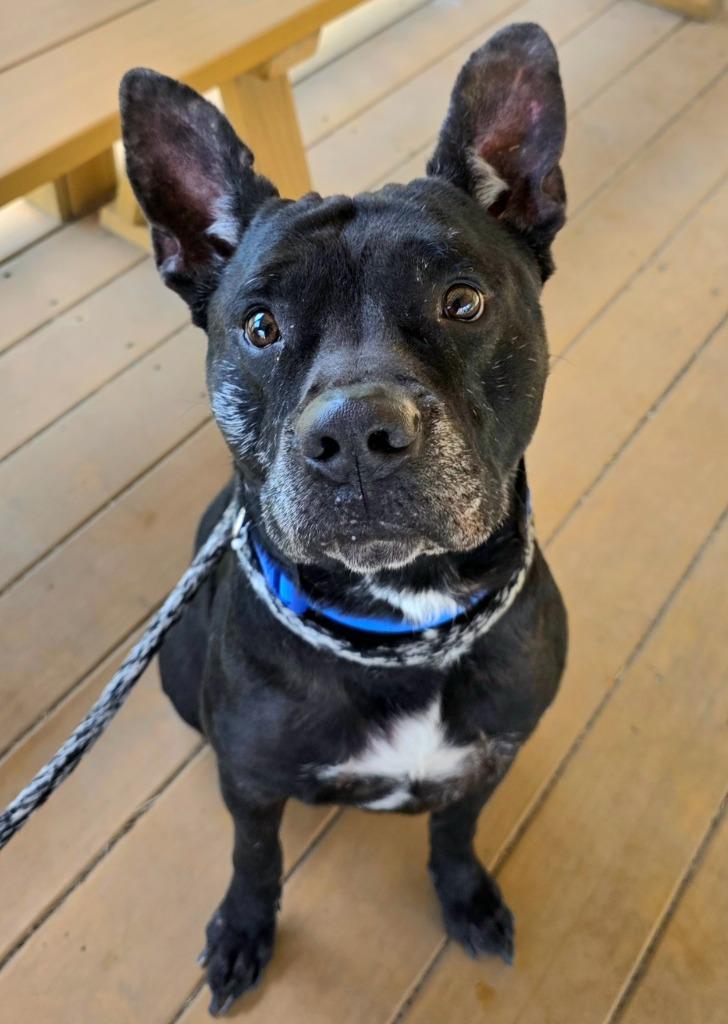 Enlarge Logan / AC 27836, a Adoptable mixed breed in Greeneville, TN image 6/6