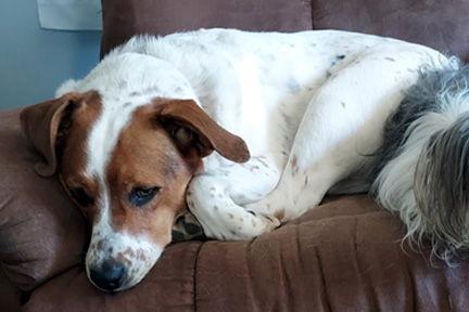 JEMMA, Adoptable, Young Female Basset Hound.