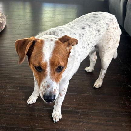 Enlarge JEMMA, a Adoptable Basset Hound in Mays Landing, NJ image 2/3