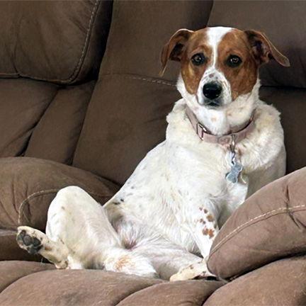 Enlarge JEMMA, a Adoptable Basset Hound in Mays Landing, NJ image 3/3