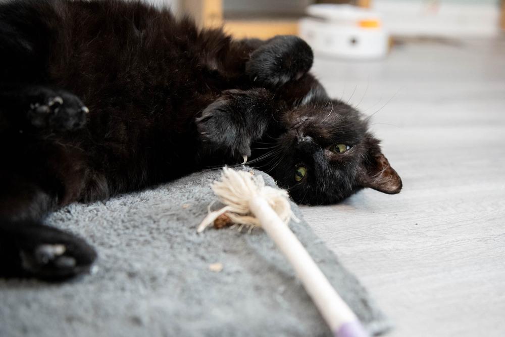 Mystic, Adoptable, Adult Male Domestic Short Hair.