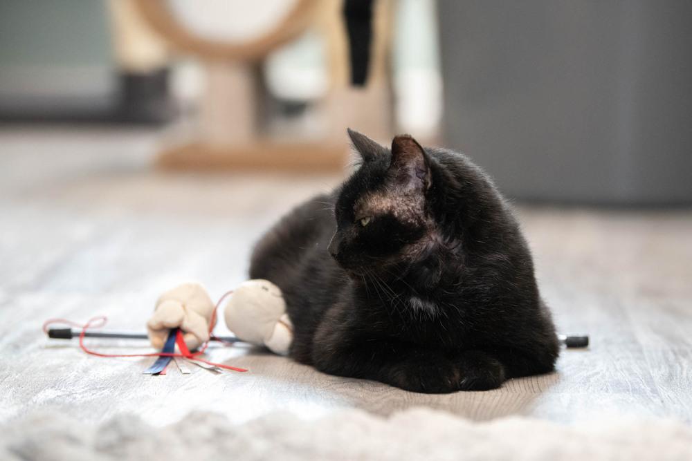 Enlarge Mystic, a Adoptable Domestic Short Hair in Harpers Ferry, WV image 2/6