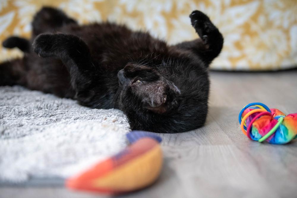 Enlarge Mystic, a Adoptable Domestic Short Hair in Harpers Ferry, WV image 3/6