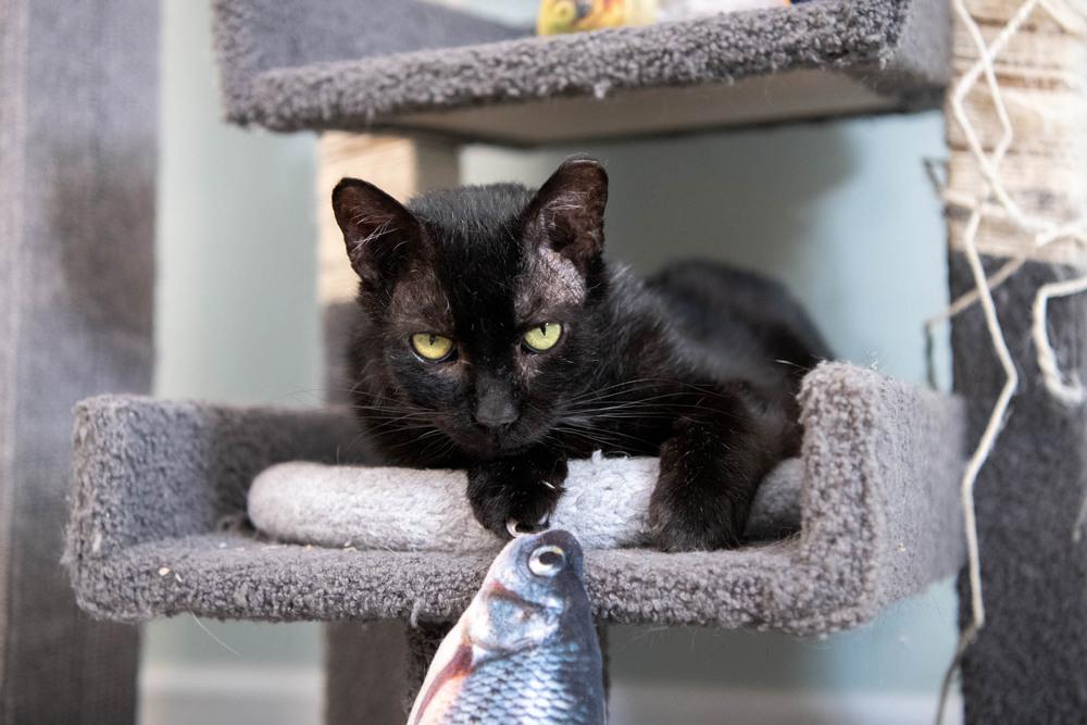 Enlarge Mystic, a Adoptable Domestic Short Hair in Harpers Ferry, WV image 4/6