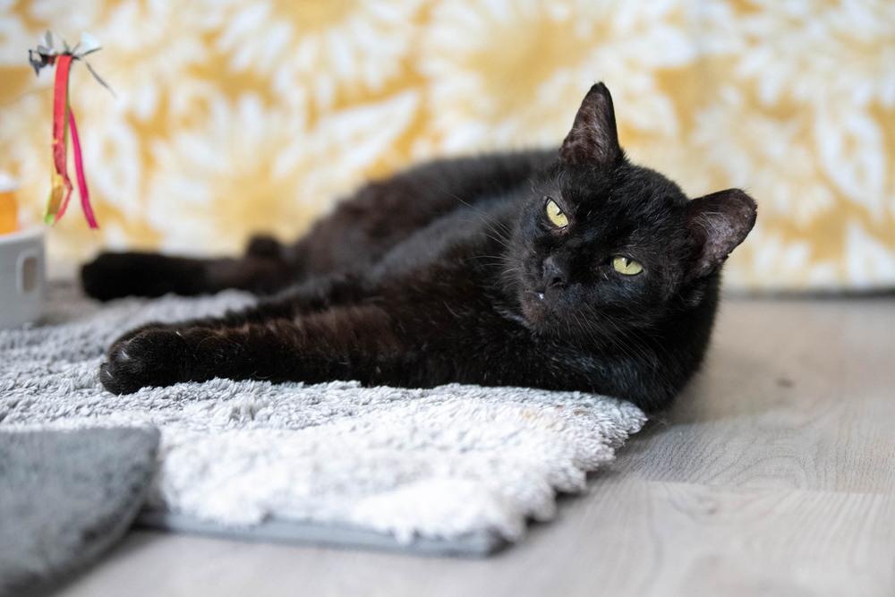 Enlarge Mystic, a Adoptable Domestic Short Hair in Harpers Ferry, WV image 5/6
