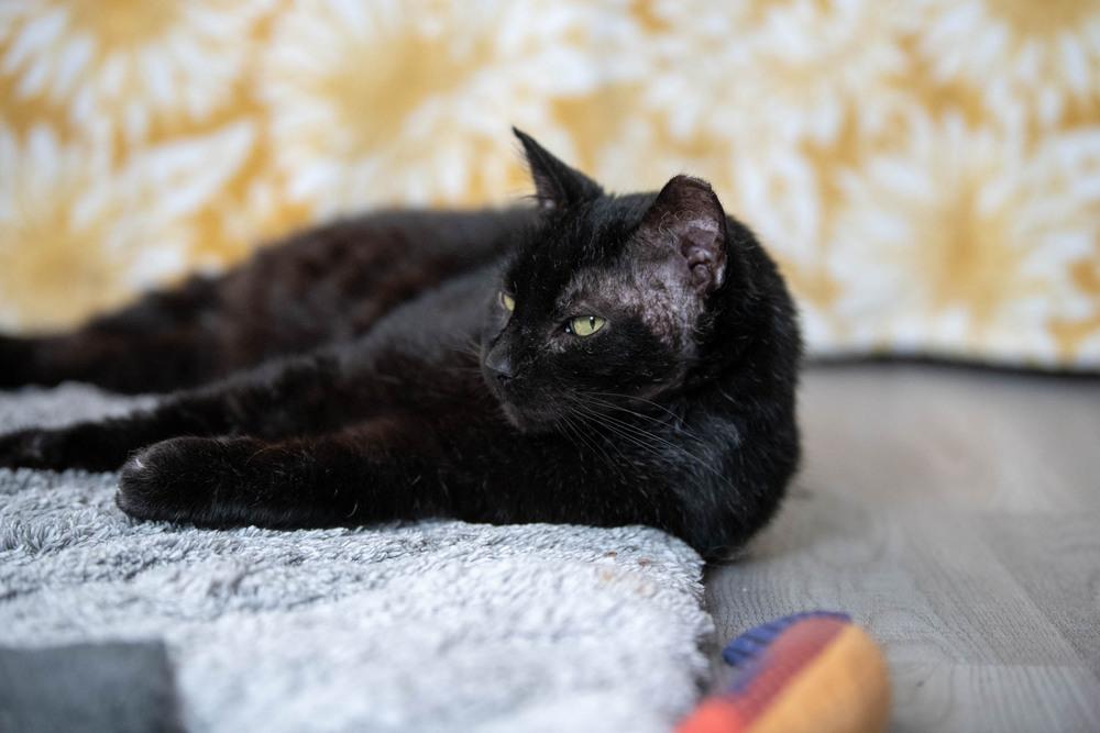 Enlarge Mystic, a Adoptable Domestic Short Hair in Harpers Ferry, WV image 6/6