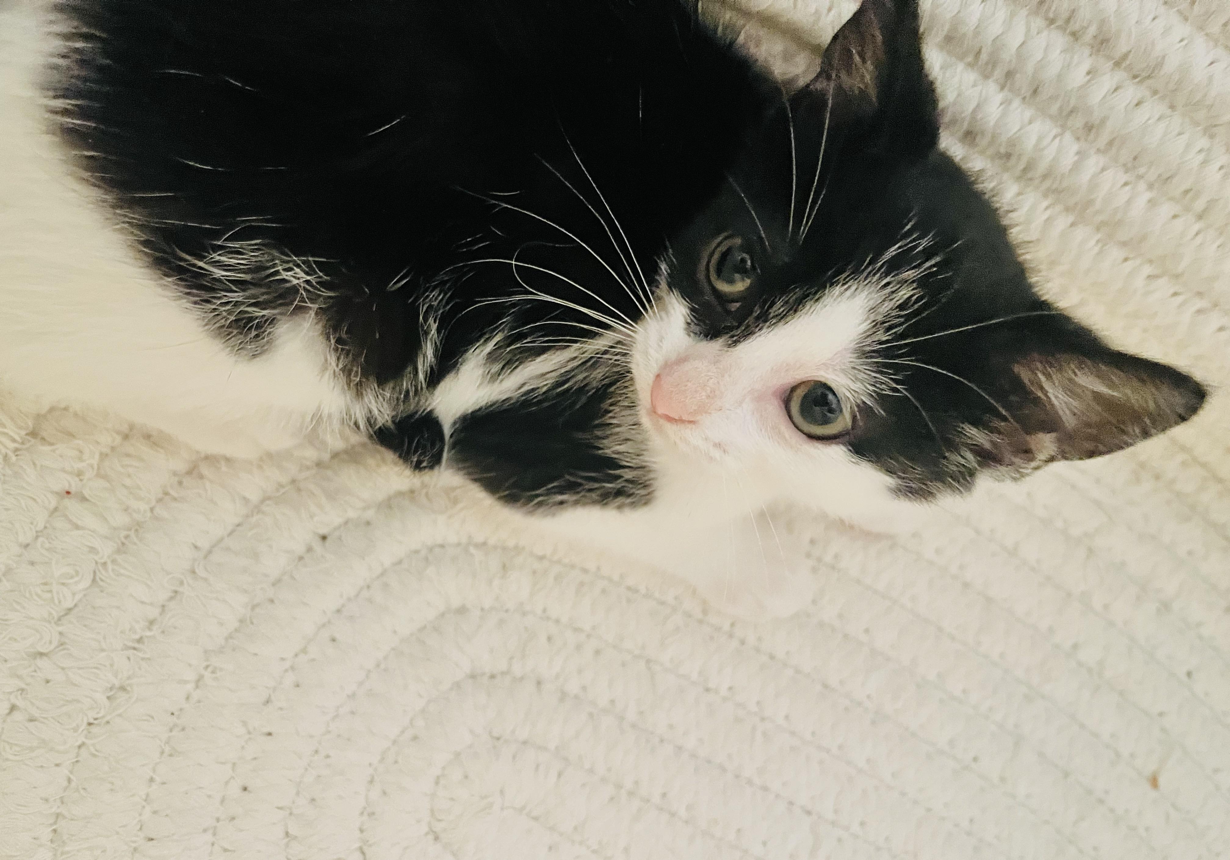 Callisto, Adoptable, Kitten Female American Shorthair.