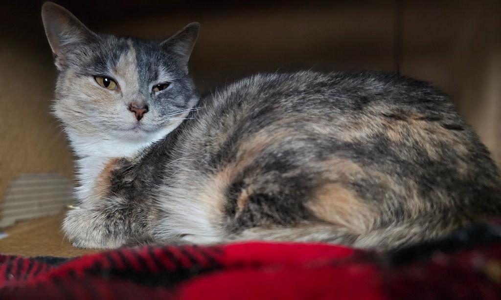 Ice Cream, a Adoptable Domestic Short Hair in Lovingston, VA image 1/3