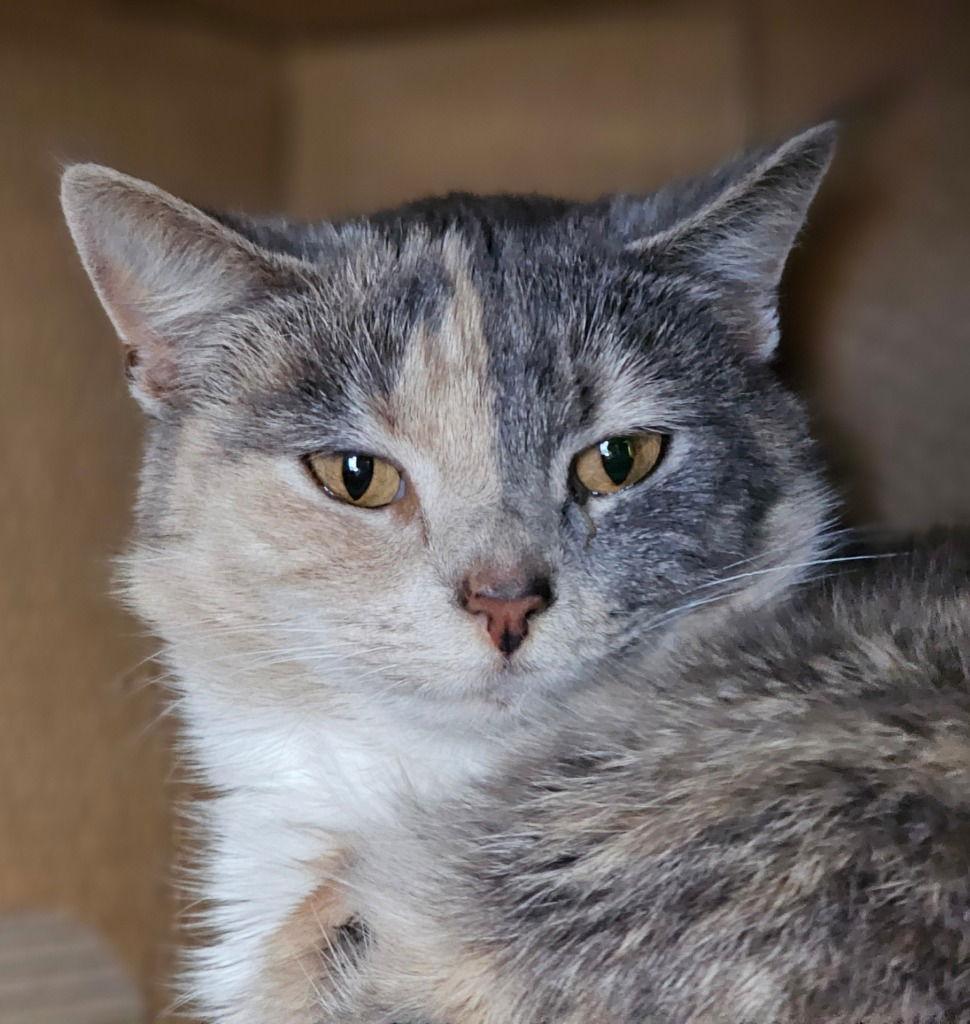 Ice Cream, a Adoptable Domestic Short Hair in Lovingston, VA image 2/3