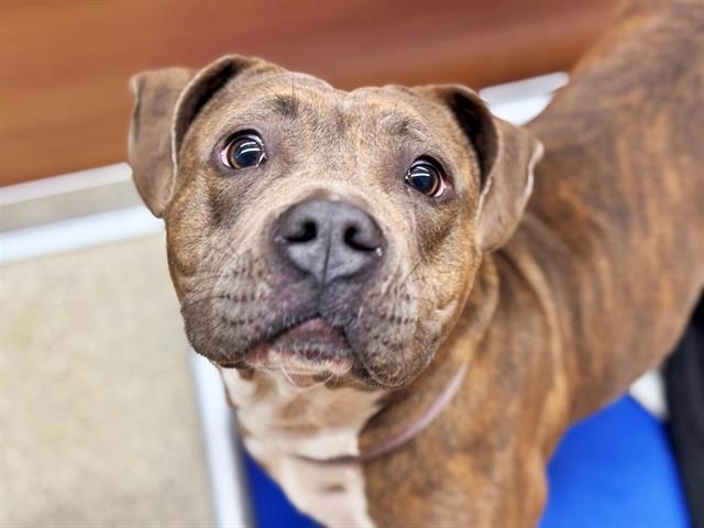 KODA, Adoptable, Adult Female Pit Bull Terrier.