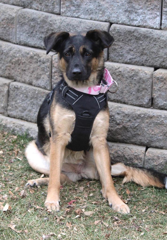Stella Jane, Adoptable, Adult Female German Shepherd Dog.