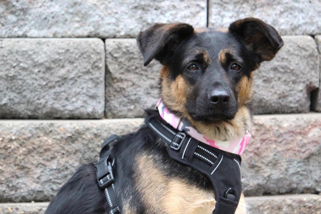 Stella Jane, Adoptable, Adult Female German Shepherd Dog.