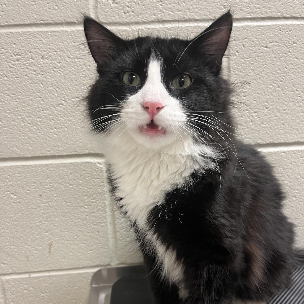 Enlarge Treehouse, a Adoptable Domestic Long Hair in Bristol, IN image 1/1