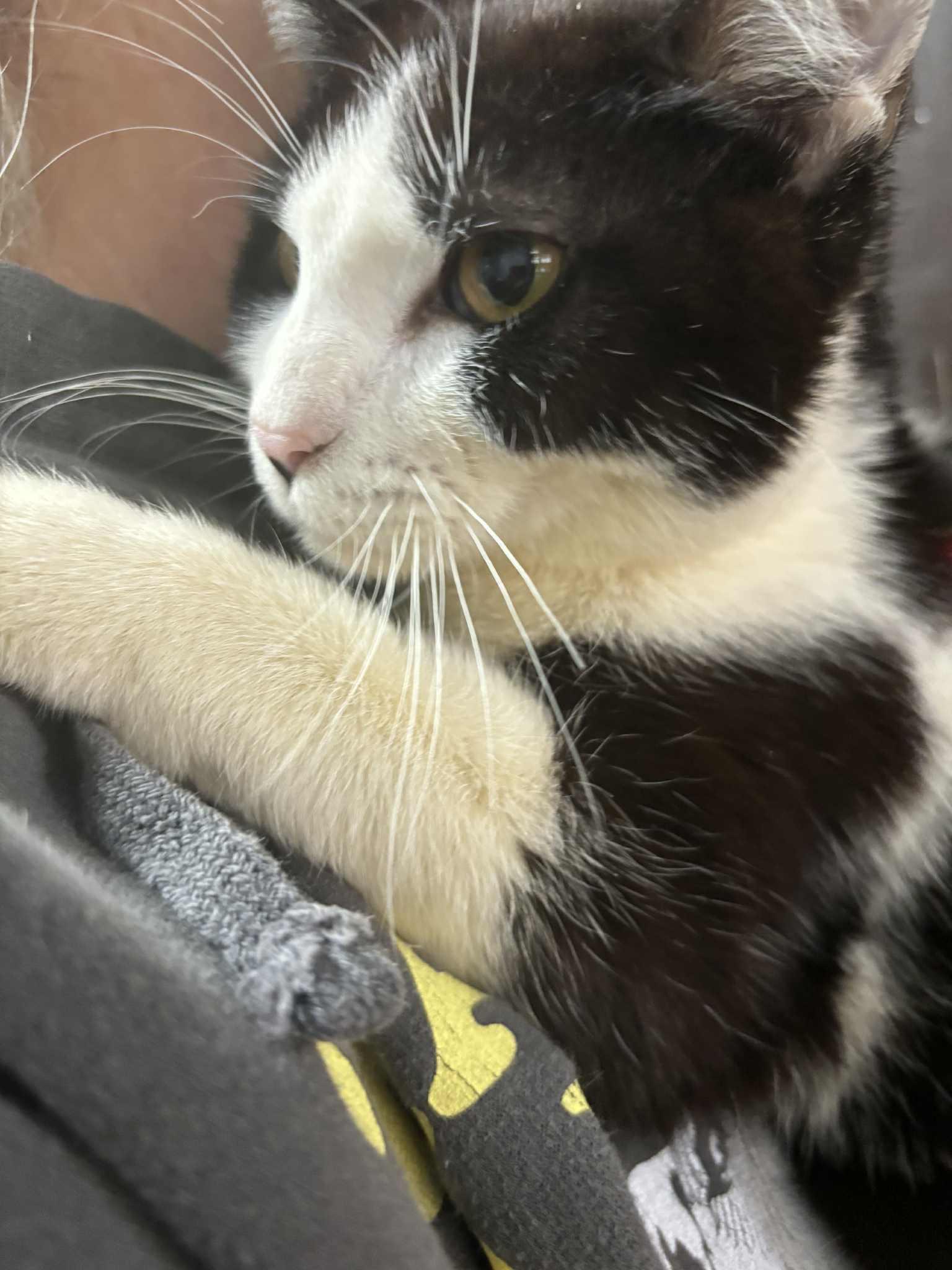 Oreo, Adopted, Young Female Domestic Short Hair.