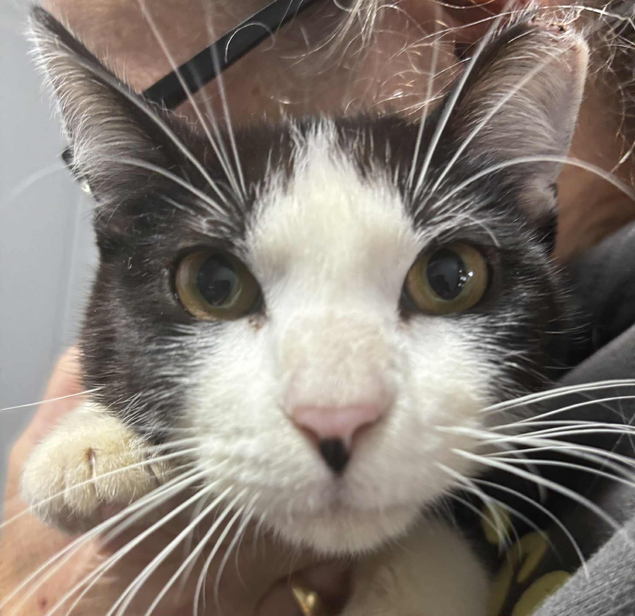 Enlarge Oreo, a Adopted Domestic Short Hair in Granite City, IL image 2/3