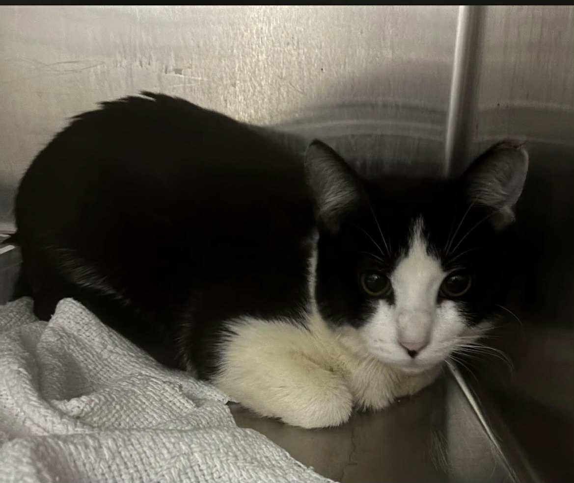 Enlarge Oreo, a Adopted Domestic Short Hair in Granite City, IL image 3/3