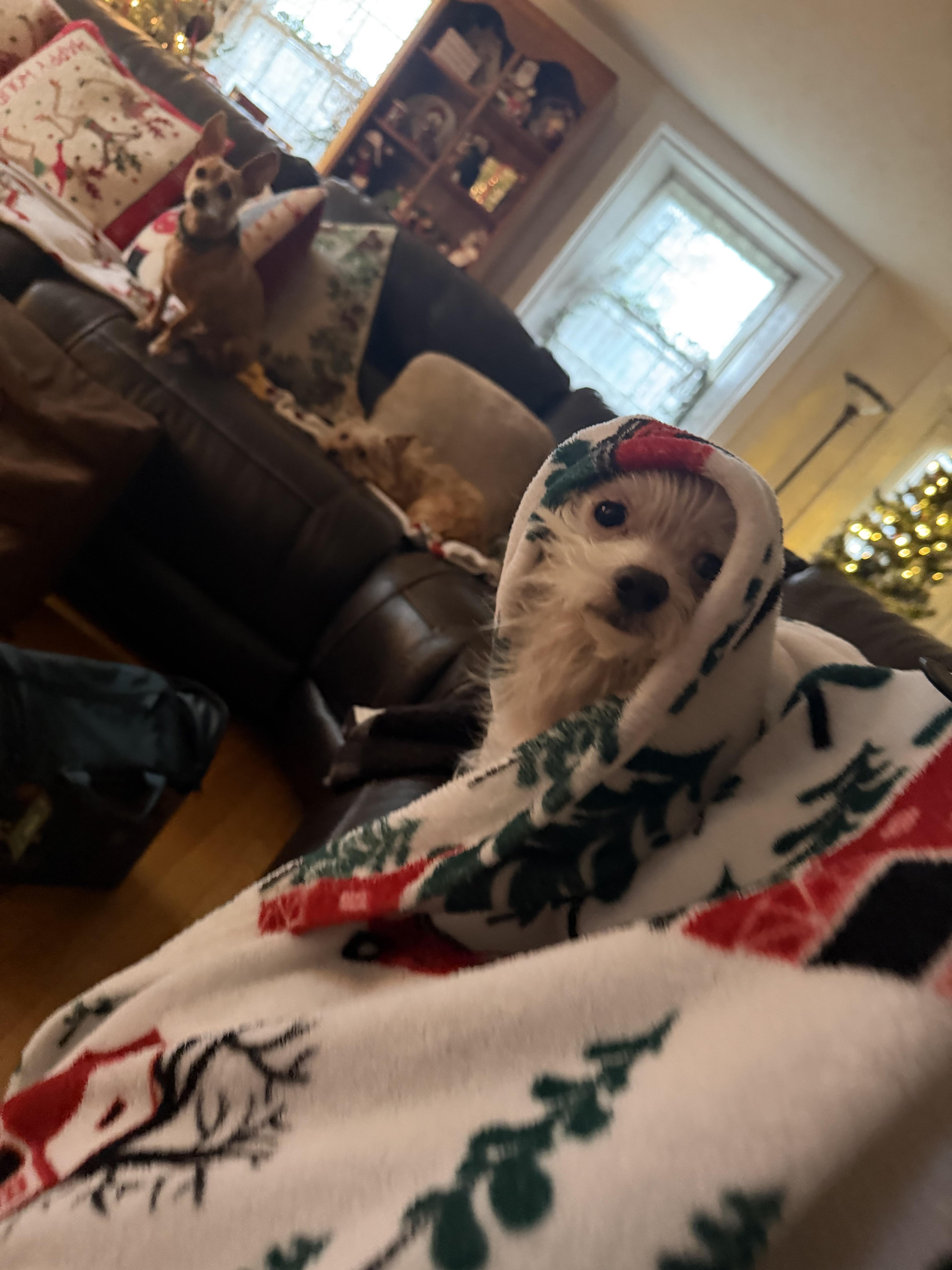 Louie — thumbnail 2