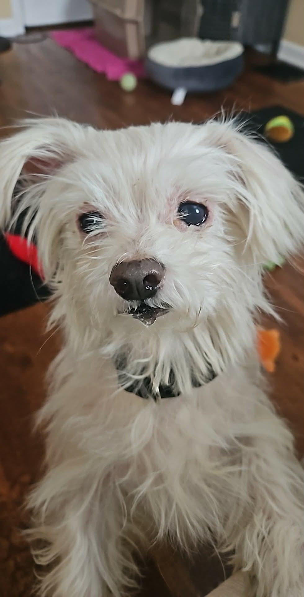 Louie — thumbnail 4