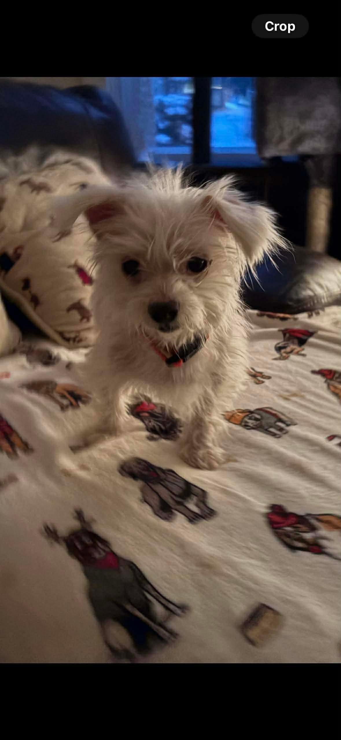 Louie — thumbnail 5