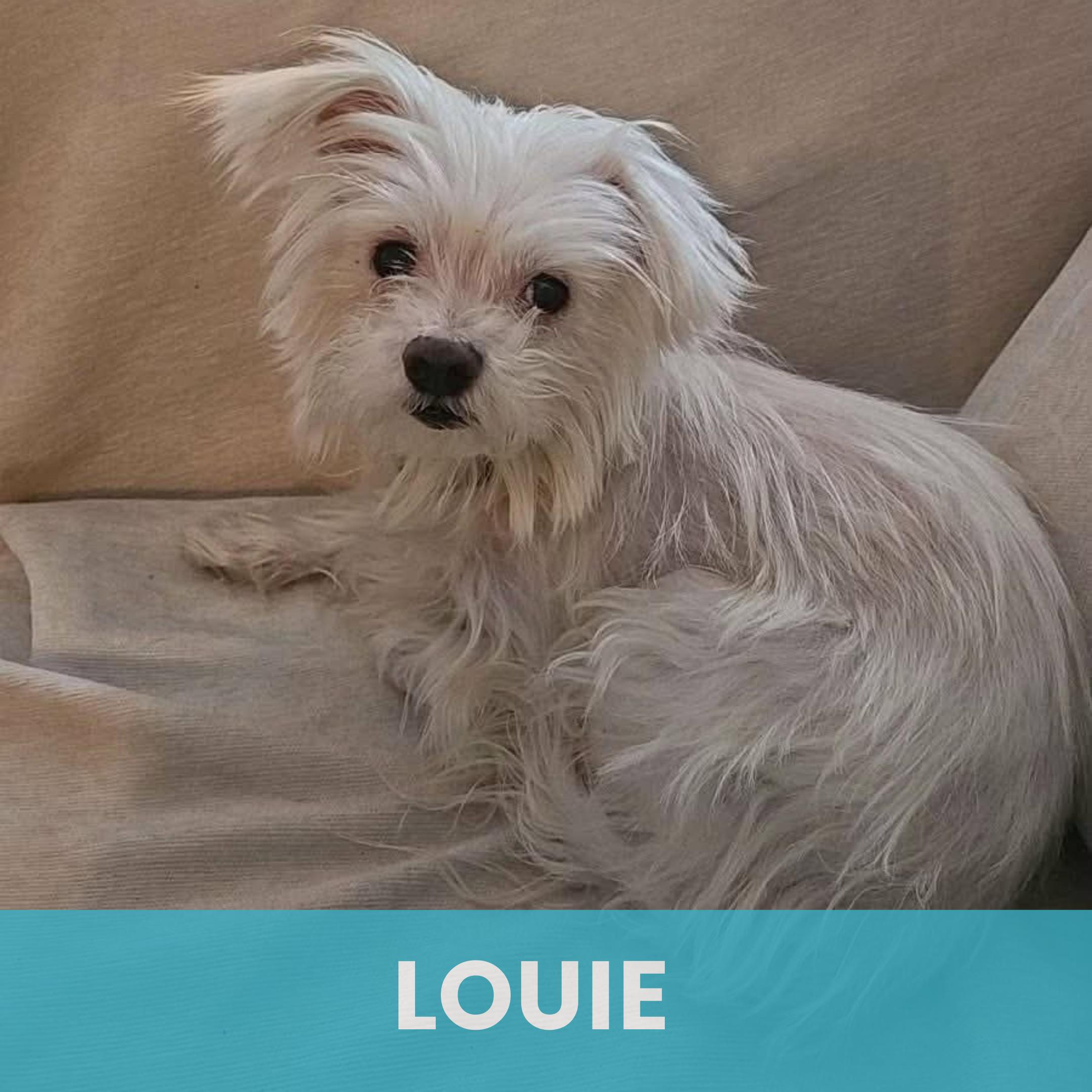 Louie, ADOPTABLE, Adult Male Mixed Breed.
