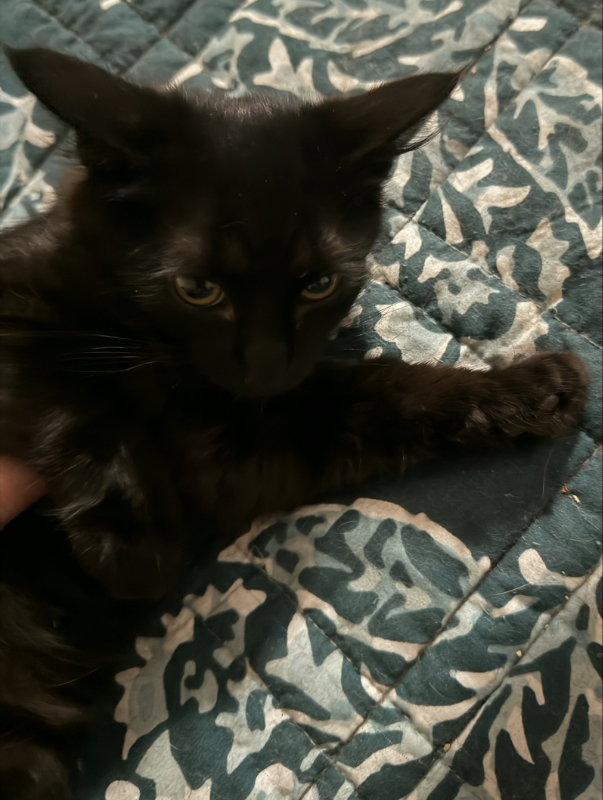 Enlarge Blueberry, a Adoptable Domestic Long Hair in Pineville, LA image 1/3