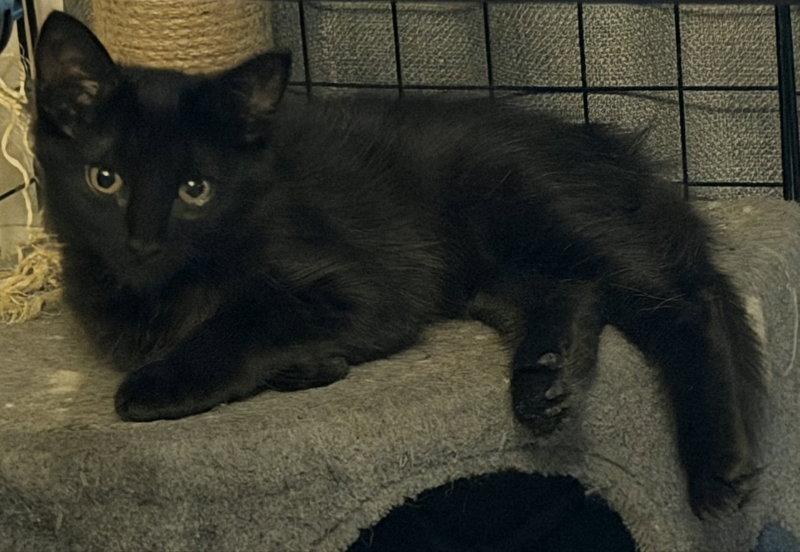 Enlarge Blueberry, a Adoptable Domestic Long Hair in Pineville, LA image 2/3