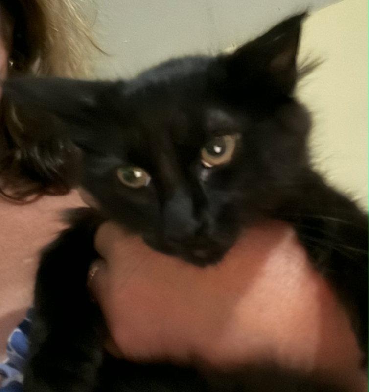 Enlarge Blueberry, a Adoptable Domestic Long Hair in Pineville, LA image 3/3