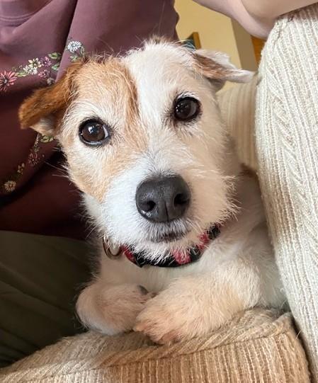 Enlarge Tigger, a Adoptable Jack Russell Terrier in Tacoma, WA image 5/6