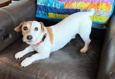 Enlarge Tigger, a Adoptable Jack Russell Terrier in Tacoma, WA image 2/6