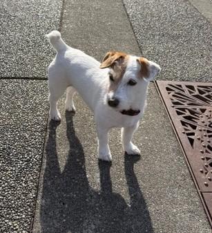 Enlarge Tigger, a Adoptable Jack Russell Terrier in Tacoma, WA image 3/6