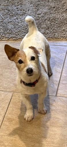 Enlarge Tigger, a Adoptable Jack Russell Terrier in Tacoma, WA image 4/6