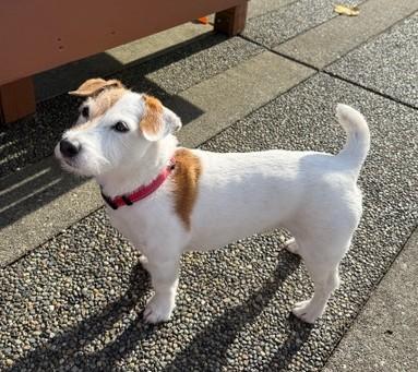 Enlarge Tigger, a Adoptable Jack Russell Terrier in Tacoma, WA image 6/6