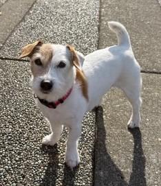 Tigger, Adoptable, Senior Male Jack Russell Terrier.