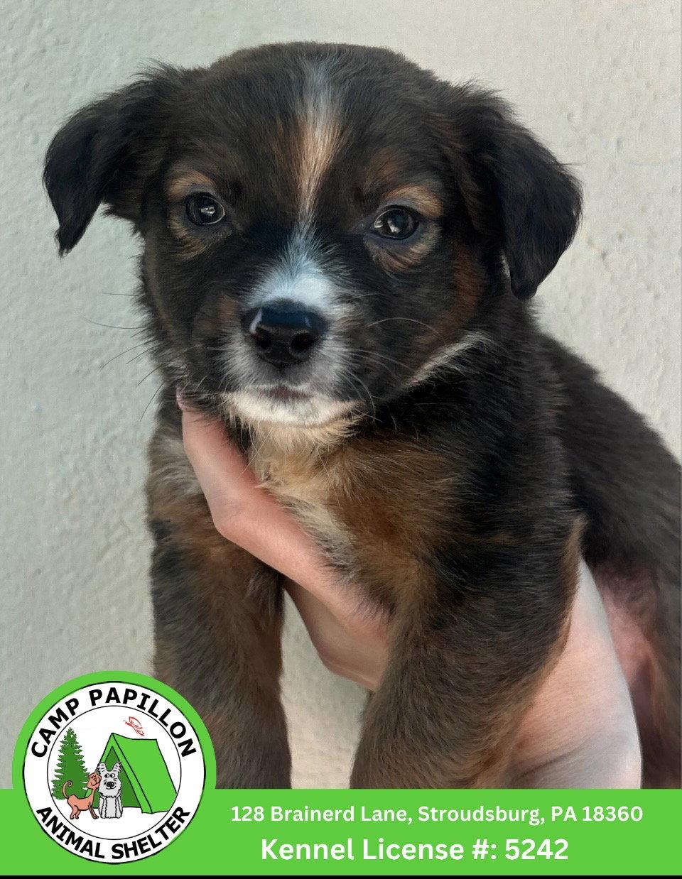 Ramone, Adoptable, Young Male Australian Shepherd & Bernese Mountain Dog.
