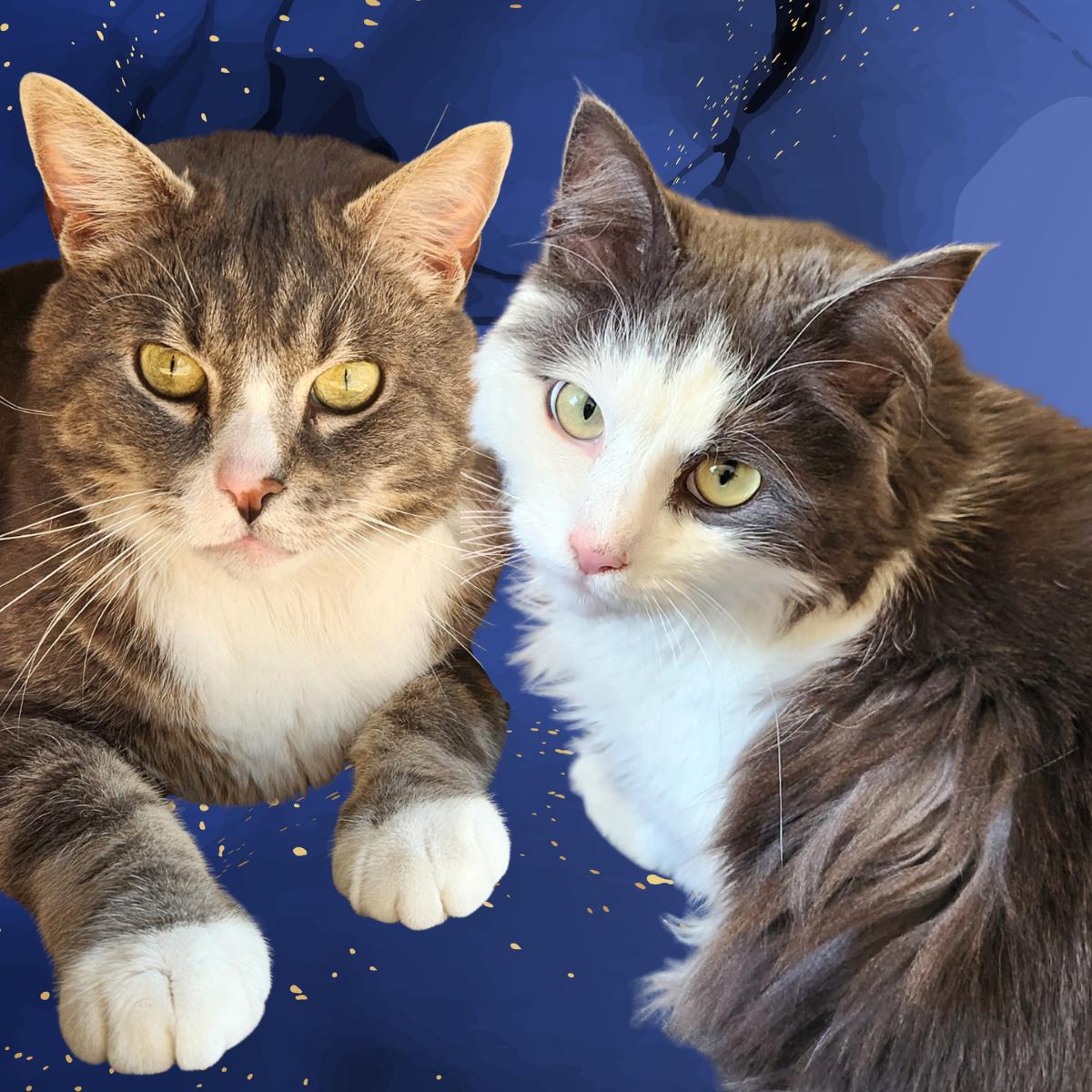 Enlarge Nala and Simba, a Adoptable Domestic Medium Hair in Ellicott City, MD image 2/3