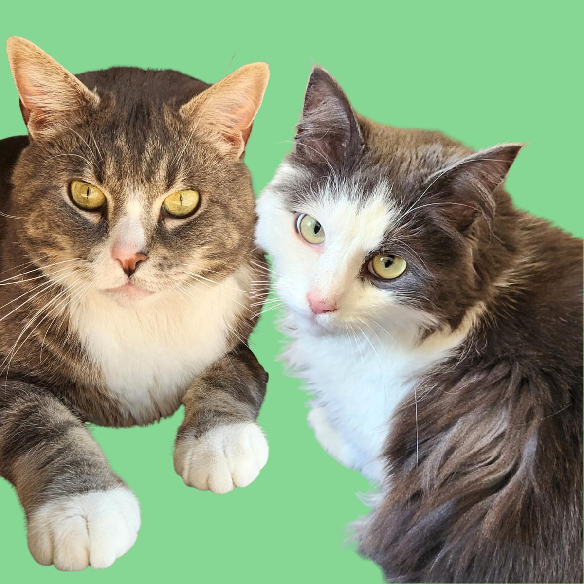 Enlarge Nala and Simba, a Adoptable Domestic Medium Hair in Ellicott City, MD image 2/3