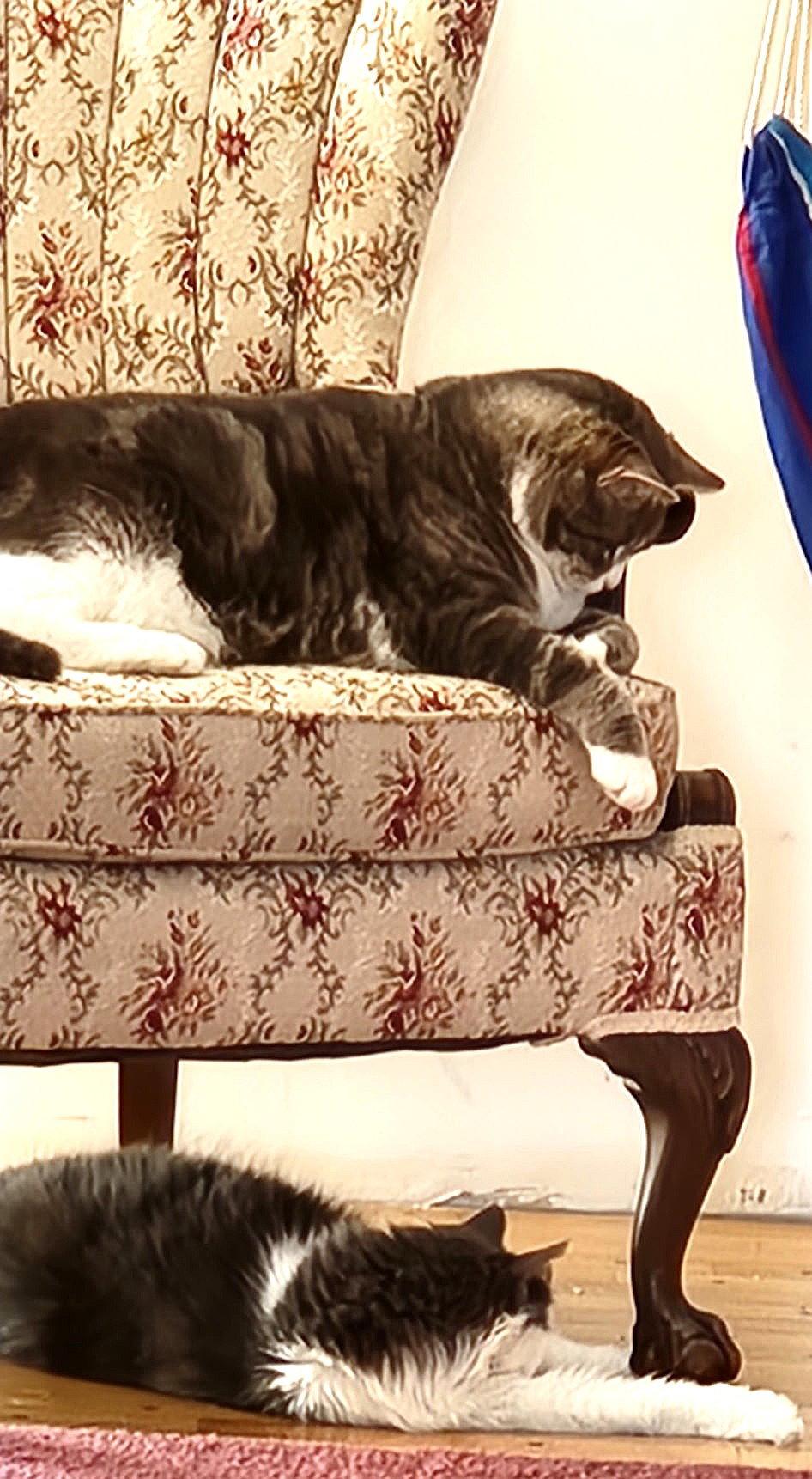 Enlarge Nala and Simba, a Adoptable Domestic Medium Hair in Ellicott City, MD image 3/3