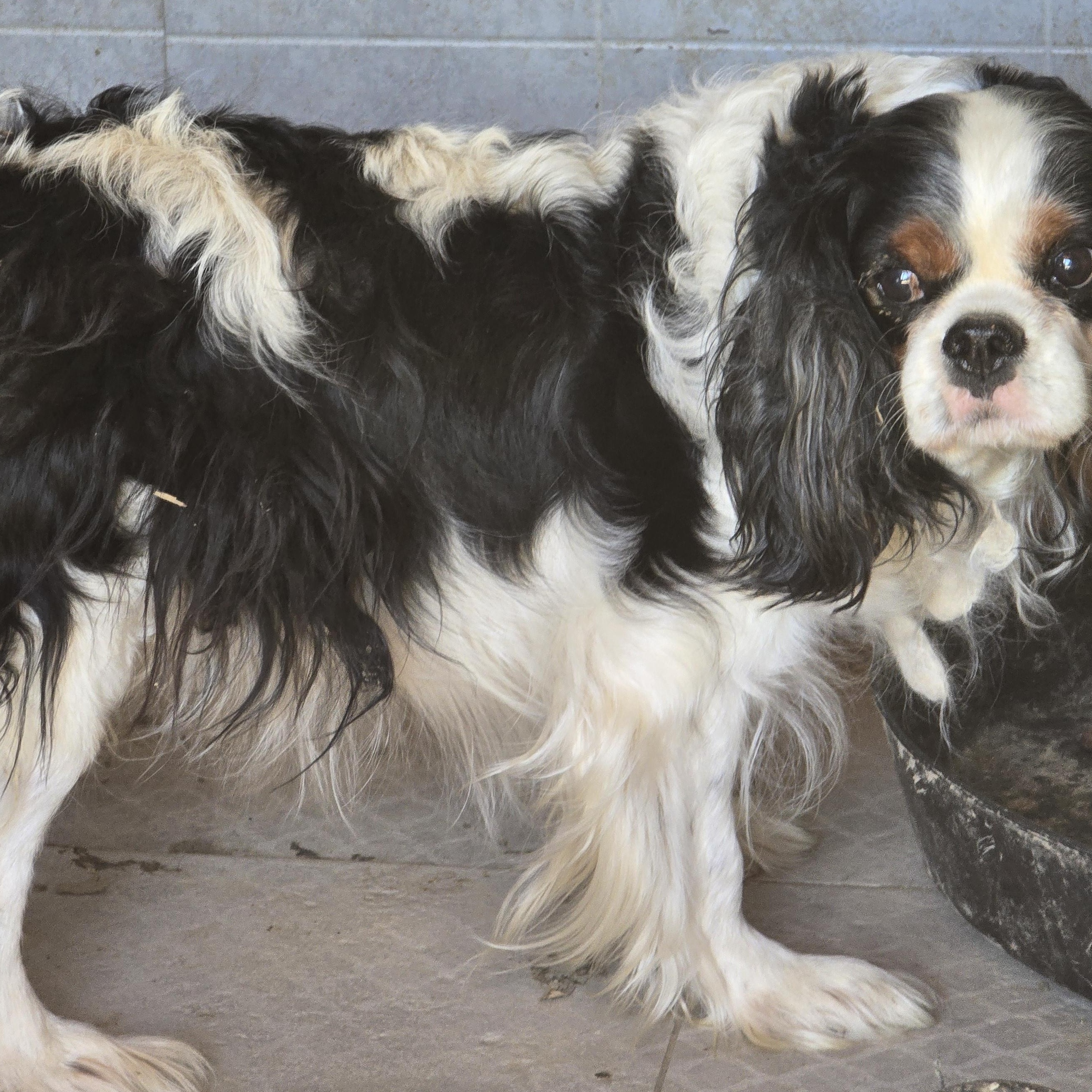 Belle, a ADOPTABLE Cavalier King Charles Spaniel in Zaleski, OH image 2/2