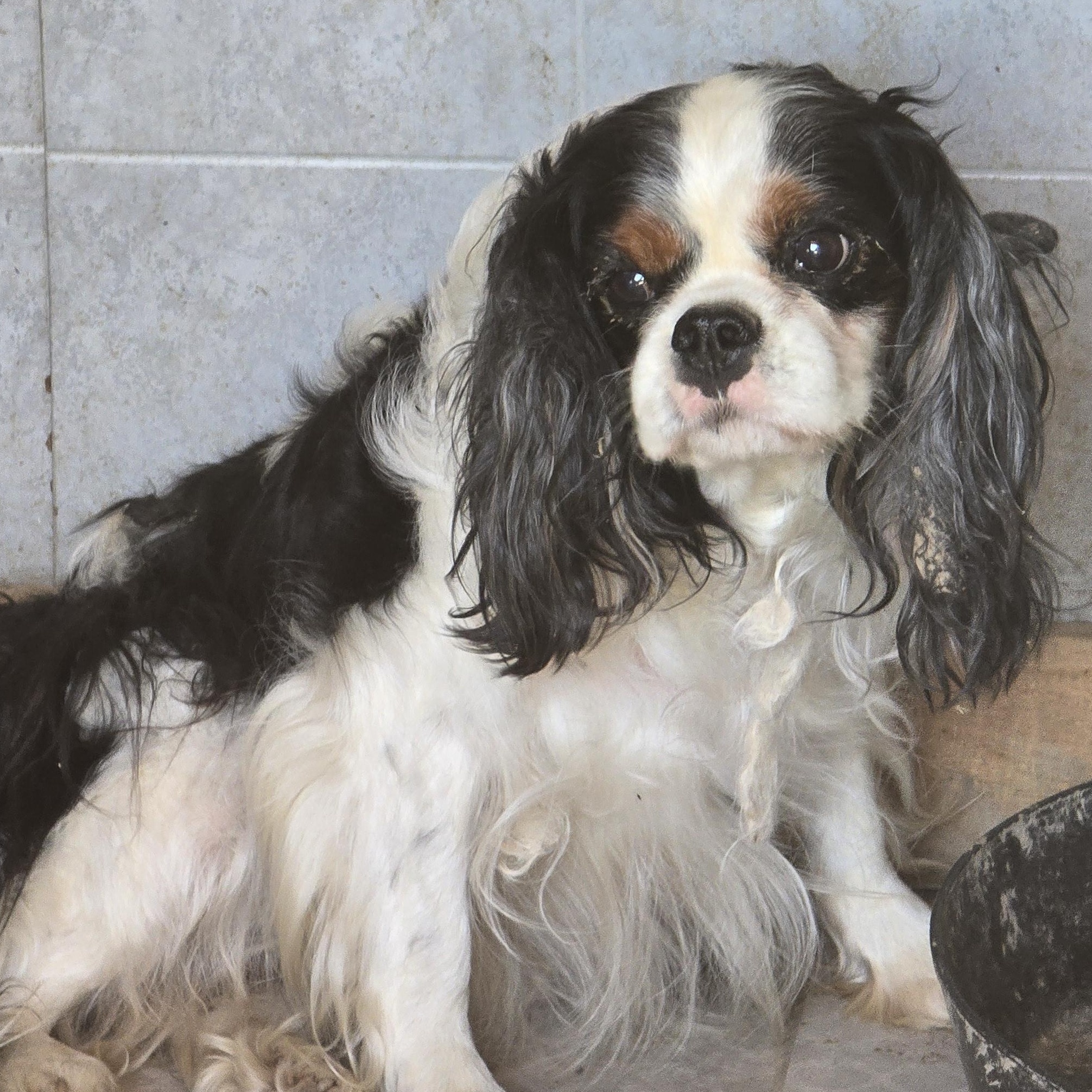 Belle, ADOPTABLE, Adult Female Cavalier King Charles Spaniel.